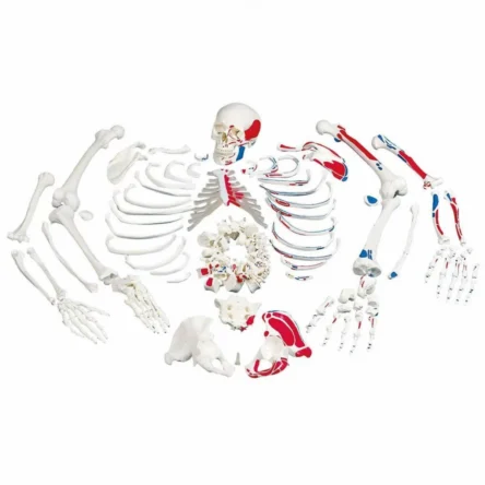 Disarticulated Human Skeleton Painted To Show Muscles Origins and Insertions Bi-Lateral Boneset