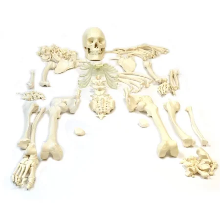 Bi-Lateral Disarticulated Human Skeleton Model For Medical Students