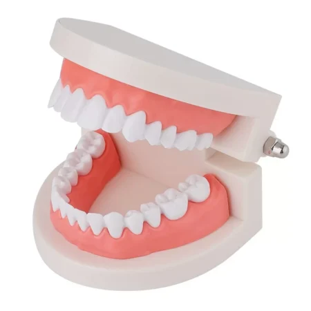 Dental Teeth Model (Premium Typodont Denture Model) For Dental Education By Divine Medicare