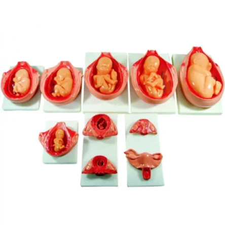 Divine Medicare – Development Process For Fetus Anatomical Model