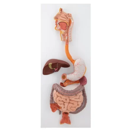 Digestive System Model – Divine Medicare