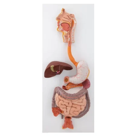 Digestive System Model - Divine Medicare