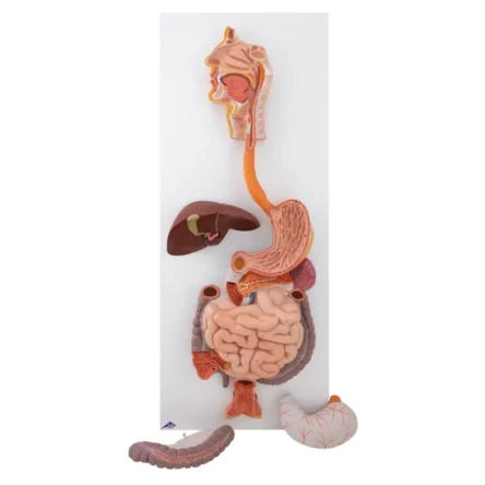 Digestive System Model – Divine Medicare