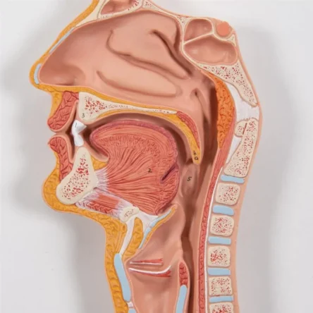 Digestive System Model – Divine Medicare