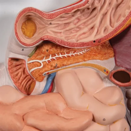 Digestive System Model – Divine Medicare