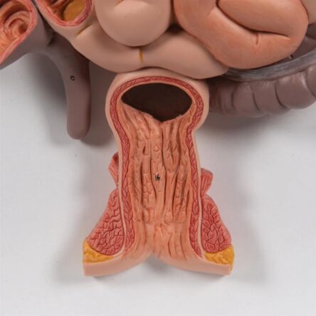 Digestive System Model – Divine Medicare