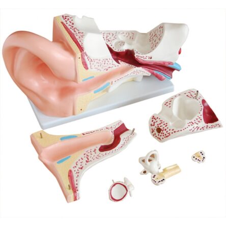 Ear Model (5 Times Enlarged) Dissectible Into 4 Parts
