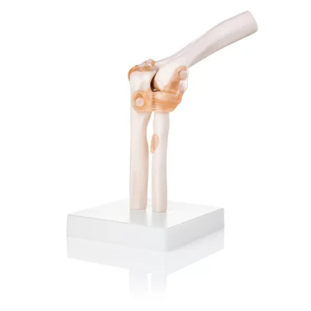 Elbow Joint Model With Ligaments Life Size Anatomical Model  - Anatomy Shop