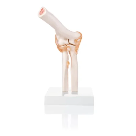 Elbow Joint Model With Ligaments Life Size Anatomical Model  – Anatomy Shop