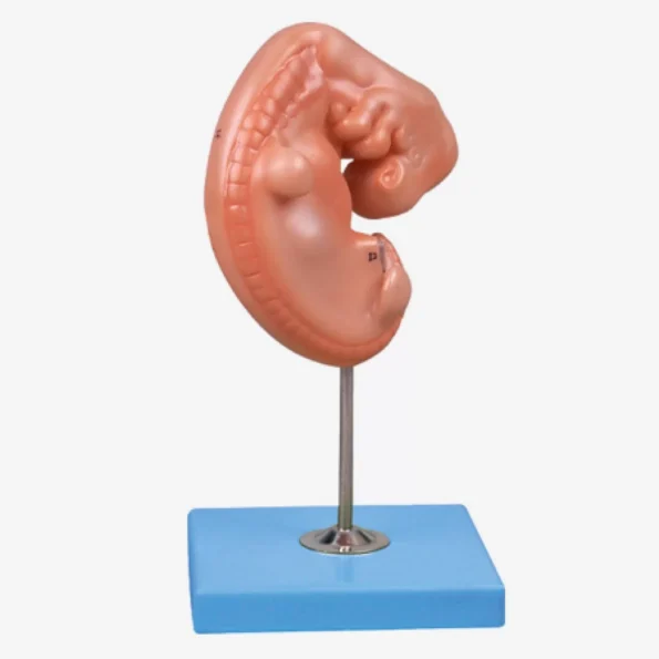 Embryo Model With Correct Anatomical Details - Divine Medicare