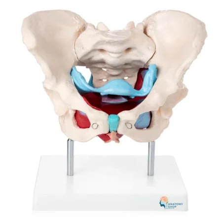 Divine Medicare Female Pelvic Muscles & Organs