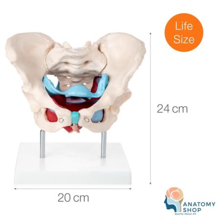 Divine Medicare Female Pelvic Muscles & Organs