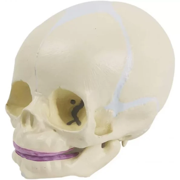 Fetal Skull Model With Precise Anatomical Details