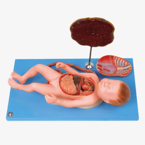 Divine Medicare - Fetus With Viscus & Placenta Anatomical Model
