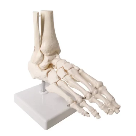 Foot Joint Model Life Size For Anatomical Studies