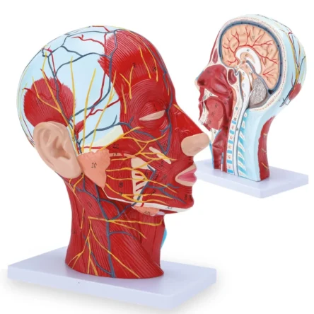 Half Head Anatomical Model Realistic And Precise Details – Divine Medicare