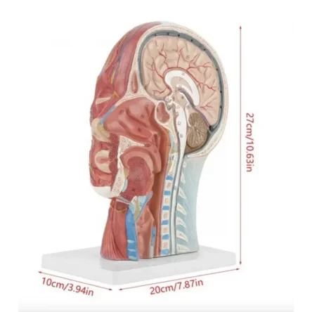 Half Head Anatomical Model Realistic And Precise Details – Divine Medicare
