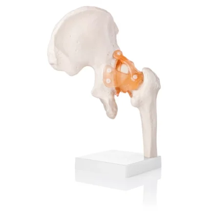 Hip Joint Model (Life-Size) With Ligaments