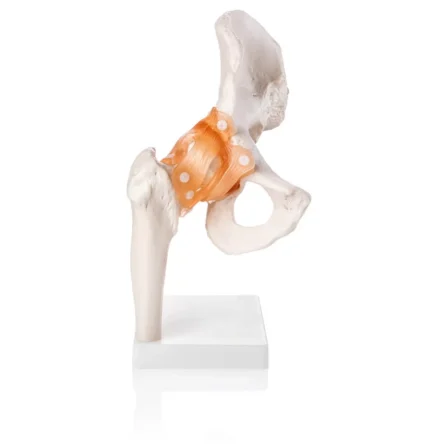 Hip Joint Model (Life-Size) With Ligaments