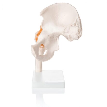 Hip Joint Model (Life-Size) With Ligaments