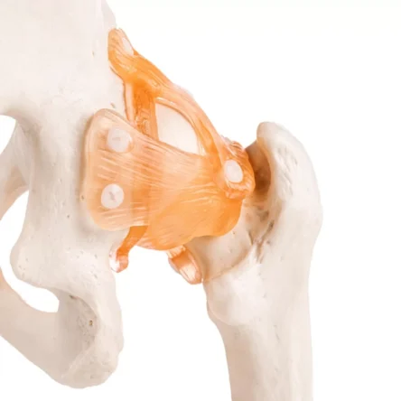 Hip Joint Model (Life-Size) With Ligaments