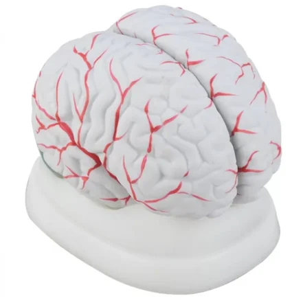 Brain Model With Arteries – Can Be Dissembled Into 8 Parts For In-Depth Study