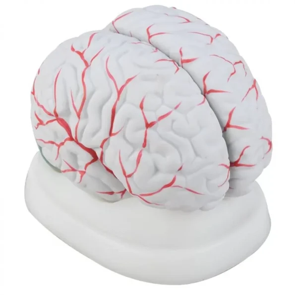 Brain Model With Arteries - Can Be Dissembled Into 8 Parts For In-Depth Study