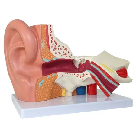 Ear Model (5 Times Enlarged) Dissectible Into 4 Parts