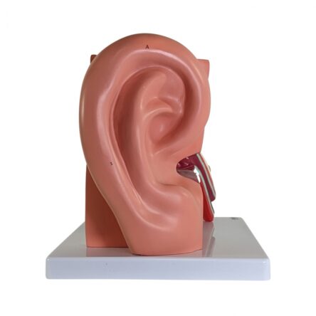 Ear Model (5 Times Enlarged) Dissectible Into 4 Parts