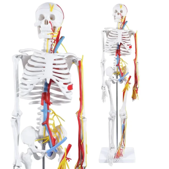 human skeleton model with nervesarteries and heart 85cm tall 01 1200x1200 1