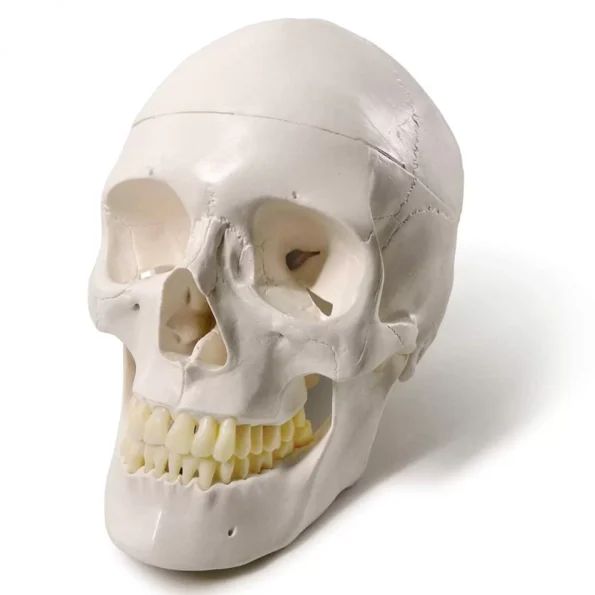 3-Part Human Skull Model (Premium Quality) Life Size