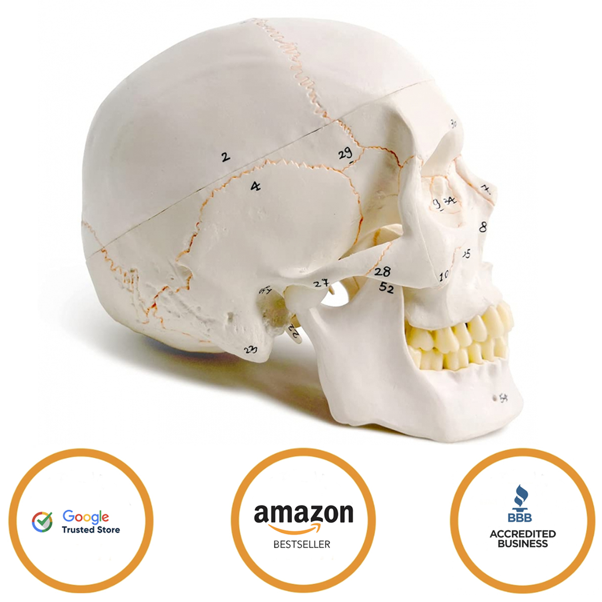 Human Skull Model With Numbers, Highlighted Sutures And Study Manual - Divine Medicare 2 human skull model 11723 02