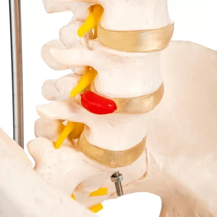 Divine Medicare – Human Spine Model (Life-Size) With Femur Heads & Pelvis