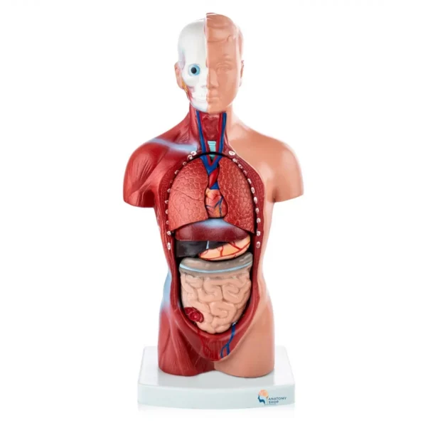 Human Torso Anatomy Model (15 Parts)