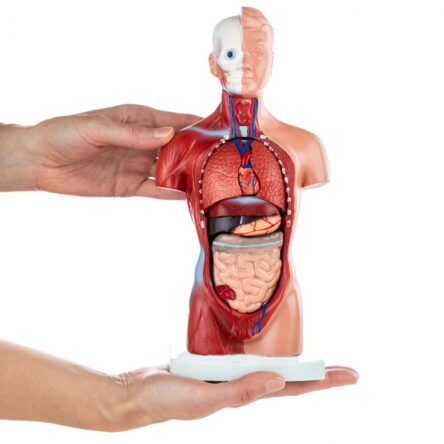 Human Torso Anatomy Model (15 Parts)