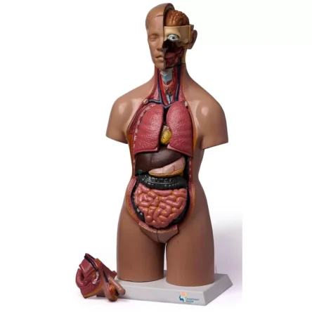 Divine Medicare Human Torso Anatomical Model With 20 Removable Parts (Unisex) 55cm Tall