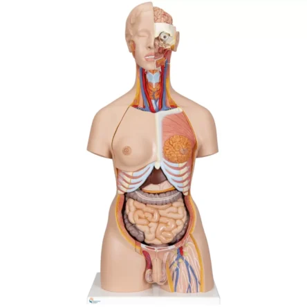 Human Torso Model (Unisex) 23 Parts [85cm Tall] – Divine Medicare