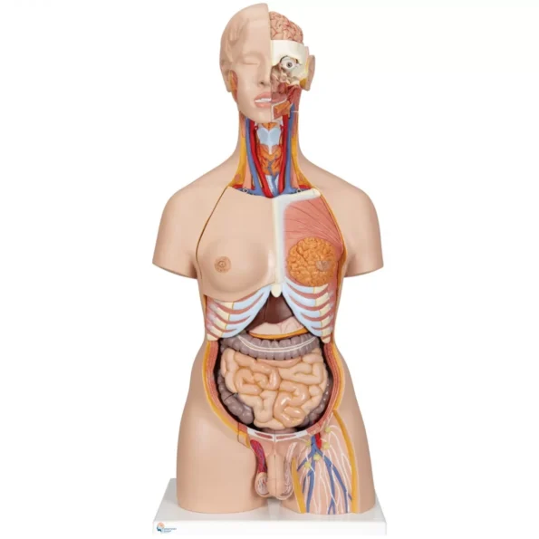 Human Torso Model (Unisex) 23 Parts [85cm Tall] - Divine Medicare