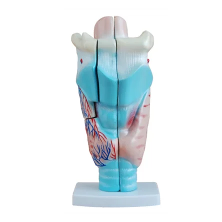 Human Larynx Anatomical Model (Enlarged) Premium Quality - Divine Medicare