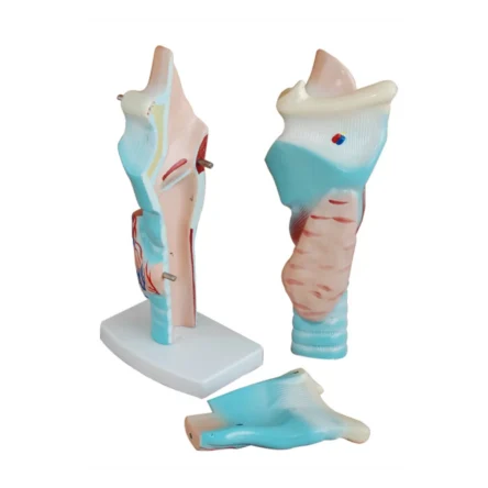 Human Larynx Anatomical Model (Enlarged) Premium Quality – Divine Medicare