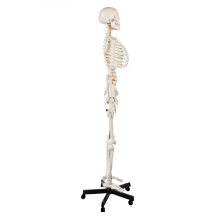 Human Skeleton Model (Articulated) 5.8 Feet Tall 96% Anatomical Accuracy Premium Quality | Divine Medicare