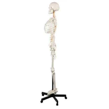 Human Skeleton Model (Articulated) 5.8 Feet Tall 96% Anatomical Accuracy Premium Quality | Divine Medicare