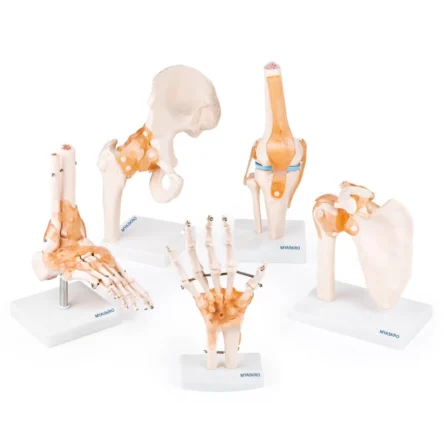 Anatomical Joint Model Set Of 5 – Knee