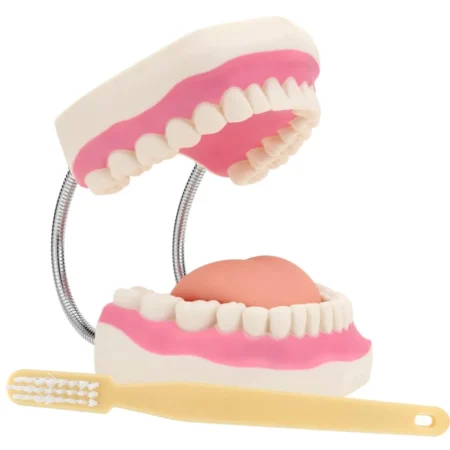 Giant Dental Model With Soft Tongue And Tooth Brush