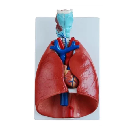 Larynx