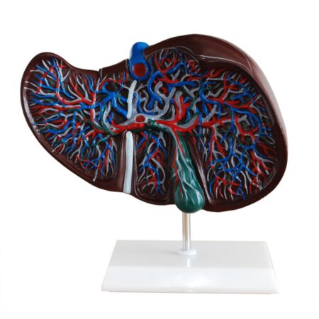 Human Liver Model - Divine Medicare