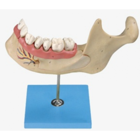 Lower Jaw Model Of 18 Years Old