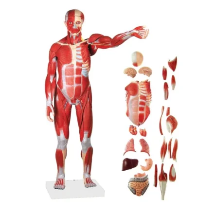 Divine Medicare – Male Muscle Figure with Internal Organs (Tall 78cm)