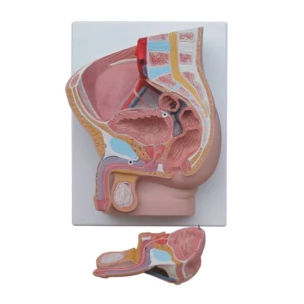 Male Pelvis Section Model – Dissectible Into 2 Parts