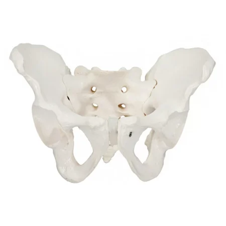 Male Pelvis Model - Divine Medicare